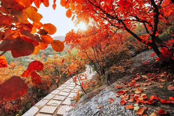 岳麓山最佳賞楓時間及賞楓地點(diǎn)