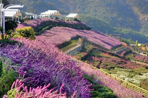 新津花舞人間<a href='http://m.okeytime.com/' target=_blank>旅游攻略</a> 附門票價格及交通指南
